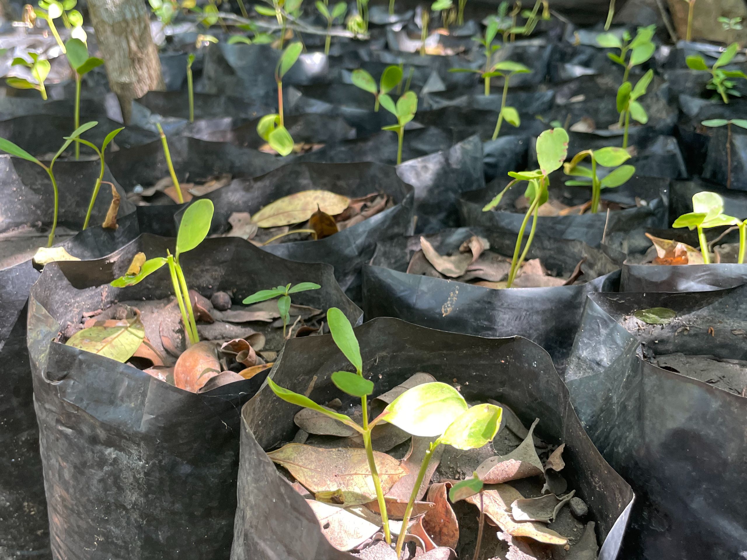 08 Proyecto de reforestación de mangle, criadero de cocodrilos