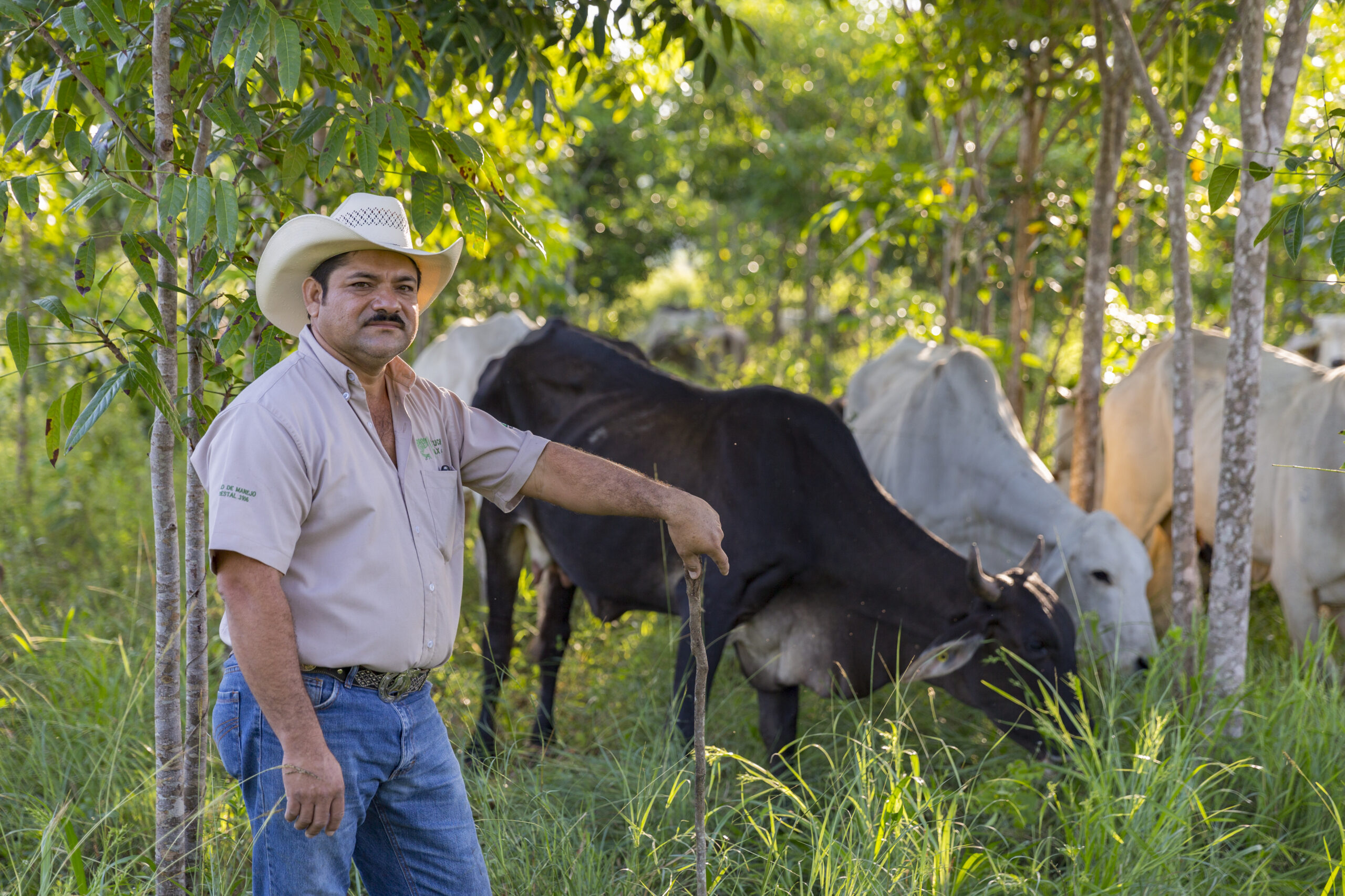 (TNC LICENSE) October 2016. Rancher Jose Palomo stands under the shade trees in his "silvopastoral" pasture at his ranch Los Potrillos in Becanchen, Yucatan. Palomo has adopted "silvopastoral" ranching practices, which increases cattle yields through a mixed grass/shrub/tree ecosystem. The shade lessens stress of tropical sun and helps cattle gain and keep weight. The Nature Conservancy works with landowners, communities, and governments in Mexico to promote low-carbon rural development through the design and implementation of improved policy and practice in agriculture, ranching, and forestry. The Conservancy is leading the initiative, Mexico REDD+ Program in conjunction with the Rainforest Alliance, the Woods Hole Research Center, and Espacios Naturales y Desarrollo Sustentable. Photo credit: © Erich Schlegel