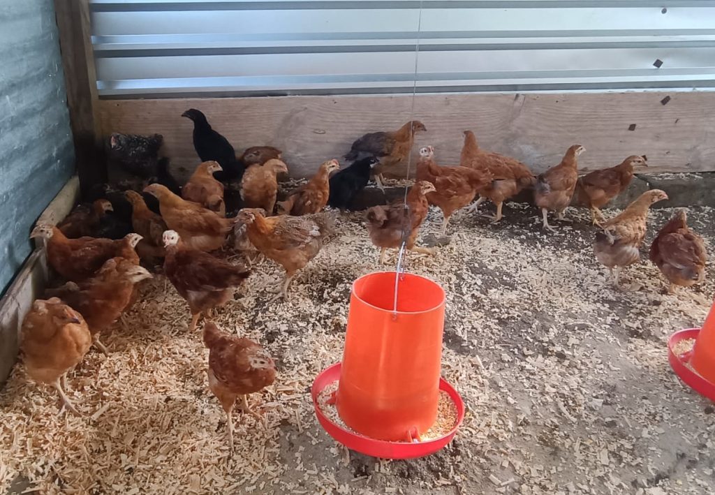 2024_CEPCO - entrega gallinas