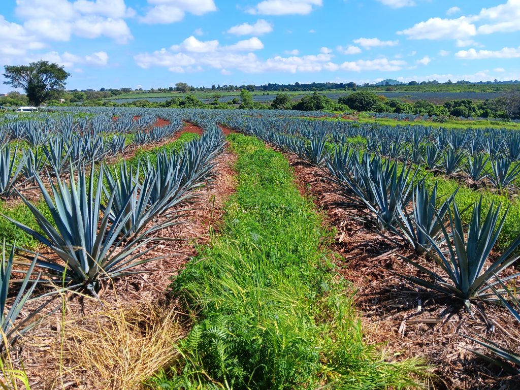 2024_Atotonilco_Agave Regenerativo