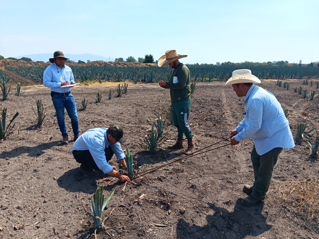 2024_La Barca_Medicion Planta