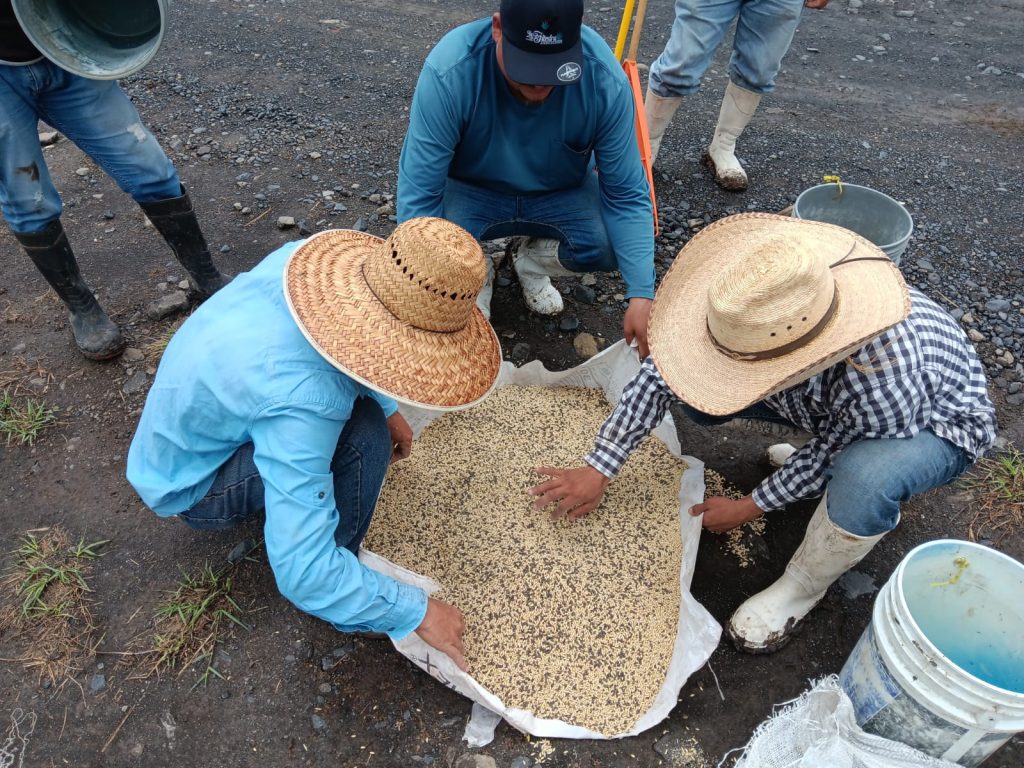 2025_La Barca_Siembra Cultivo Cobertura