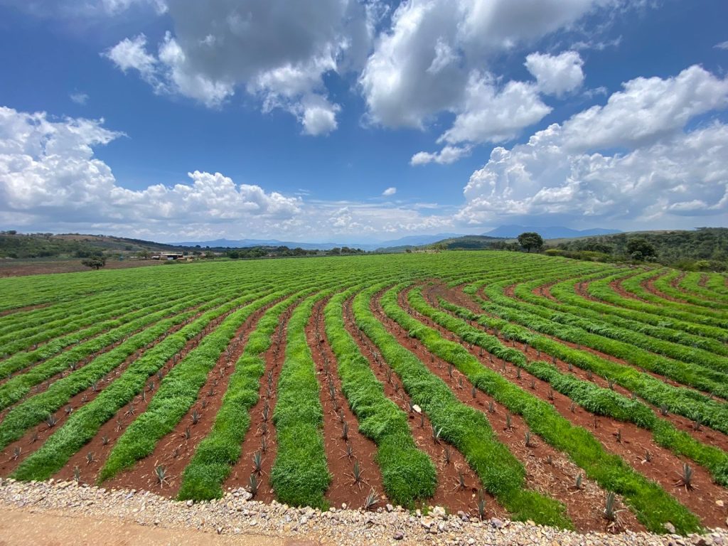 2025_San Marcos_Diseño Plantacion+CC